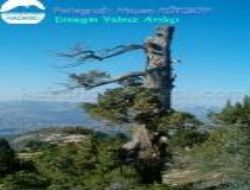 Goca Ardn Feryad-iir